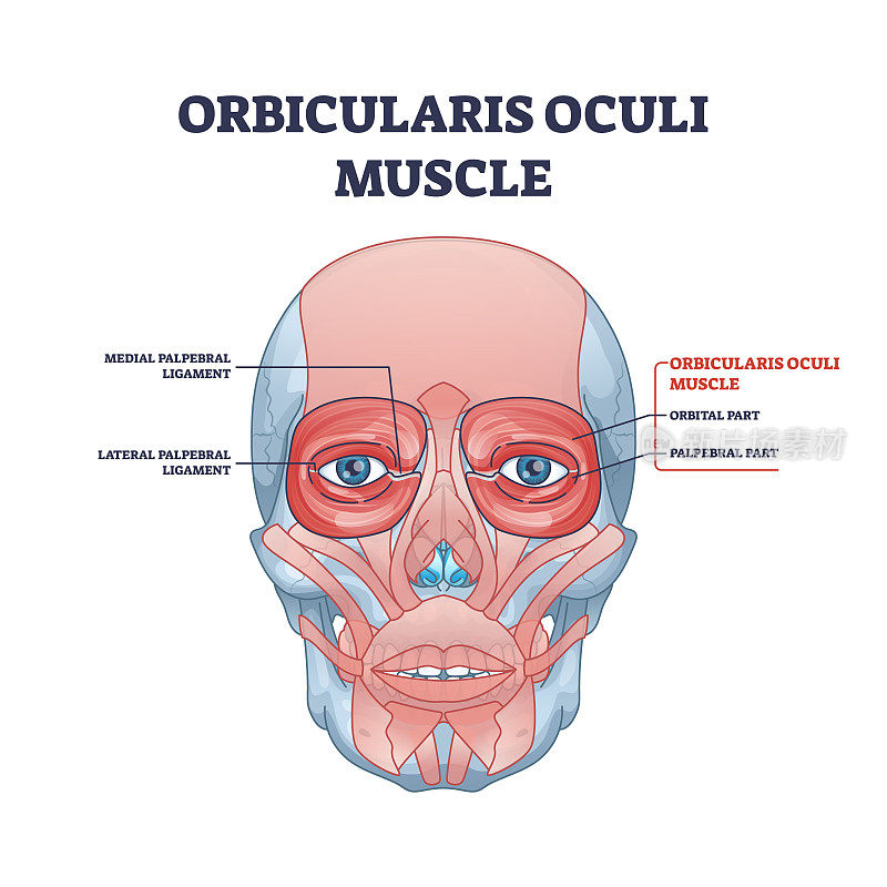 眼轮匝肌作为眼睑肌肉系统的轮廓图