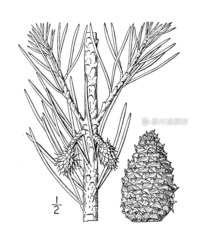 古植物学植物插图:弗吉尼亚松，泽西松，灌丛松