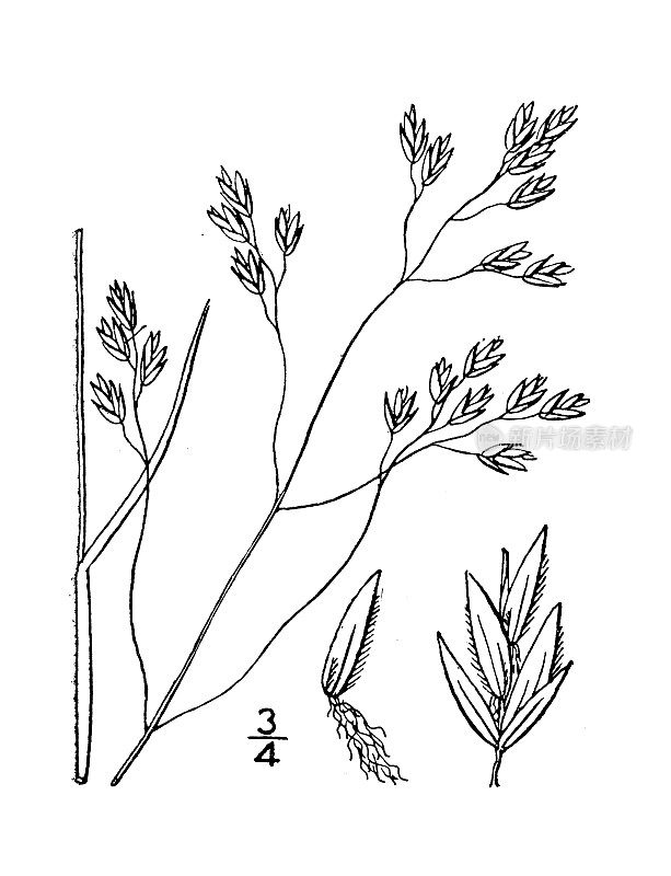 古植物学植物插图:狼的矛草