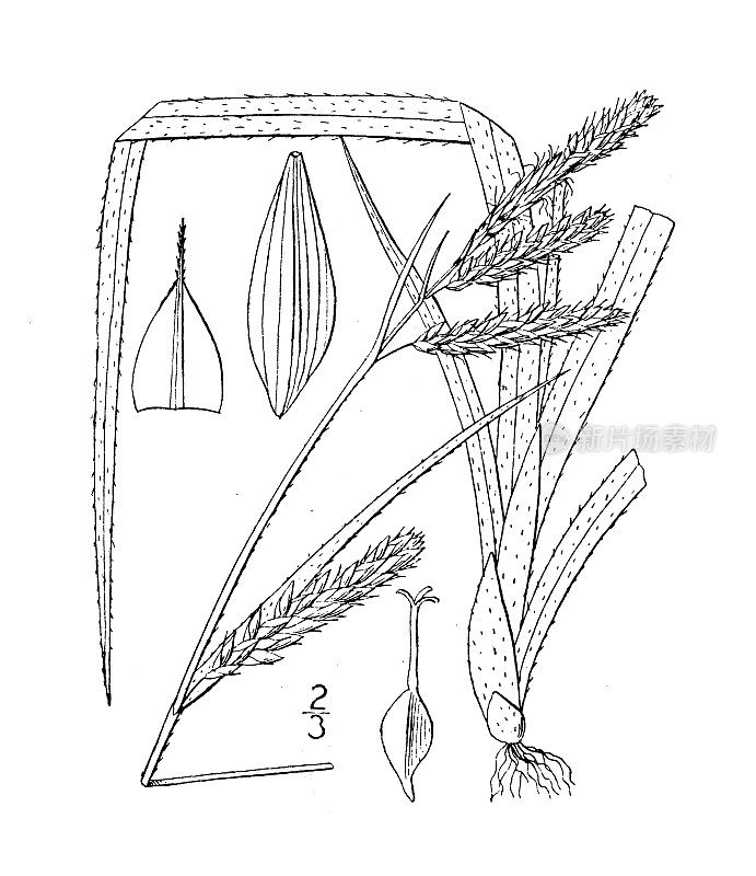 古植物学植物插图:苔草，莎草