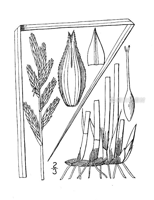 古植物学植物插图:苔草、莎草