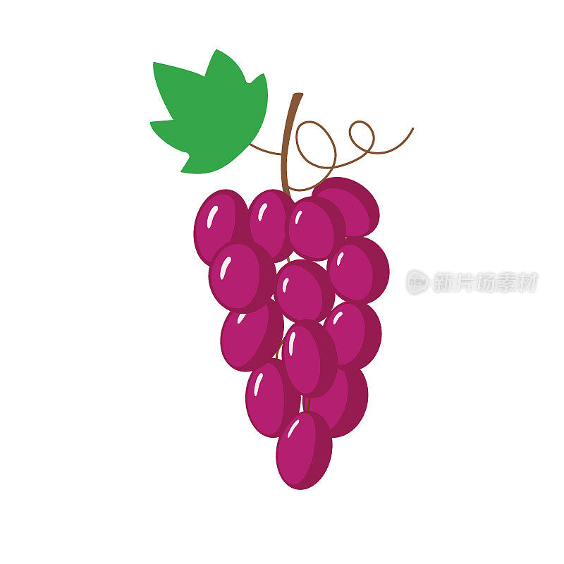 矢量插图成熟多汁深紫色葡萄与绿色的叶子。健康饮食水果维生素