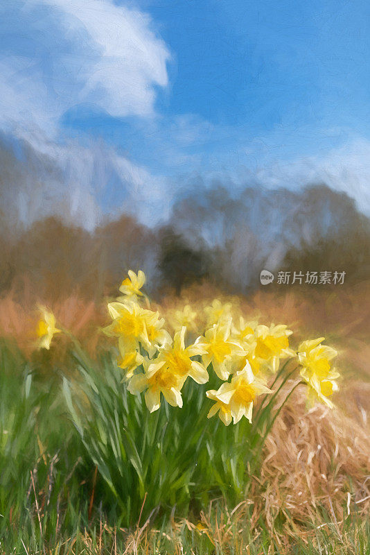 数码绘画一束美丽的黄色水仙花在自然的春天的环境。