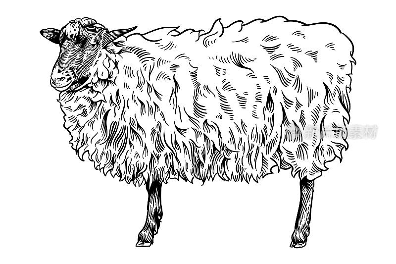 矢量画一只羊
