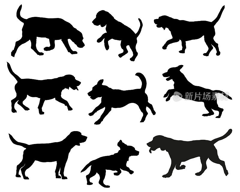 一群姿势各异的小猎犬。黑狗轮廓。奔跑、站立、嗅探、跳跃的小猎犬。孤立在白色背景上。宠物的动物。