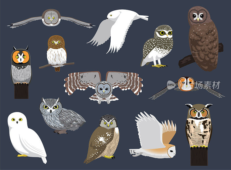 各种猫头鹰物种可爱的卡通人物矢量插图