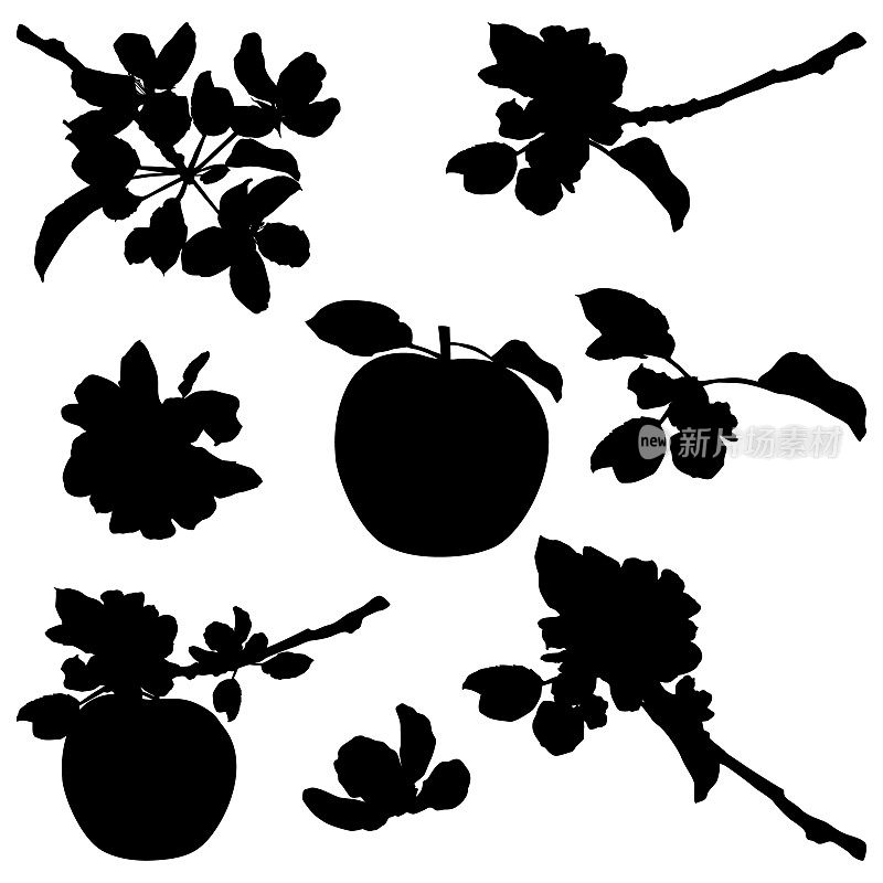 苹果花黑色轮廓。带花的果树树枝，矢量插图