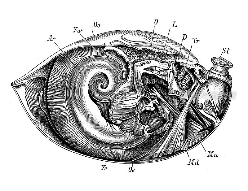 古代生物动物学图像:南方瓦尔德海姆