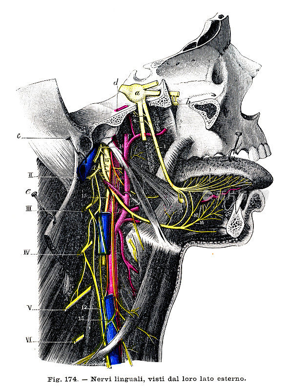 舌神经解剖雕刻1899年
