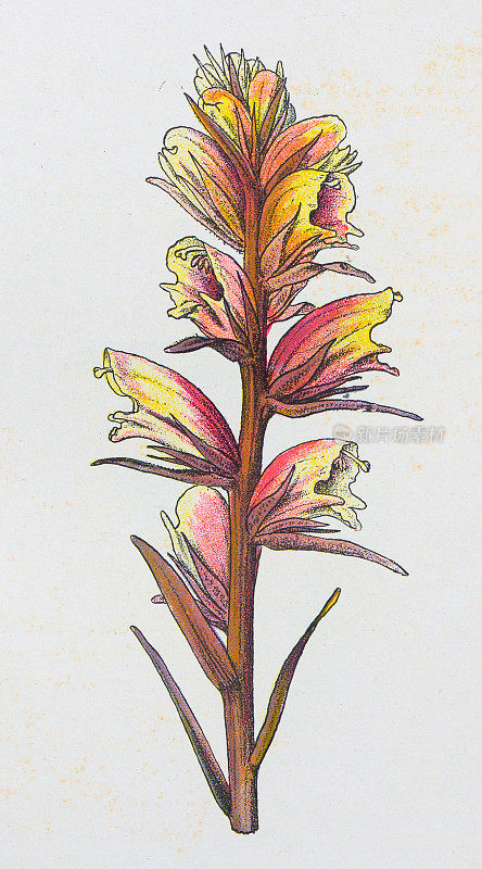 古董植物学插图:飞天油菜，大罗布奇