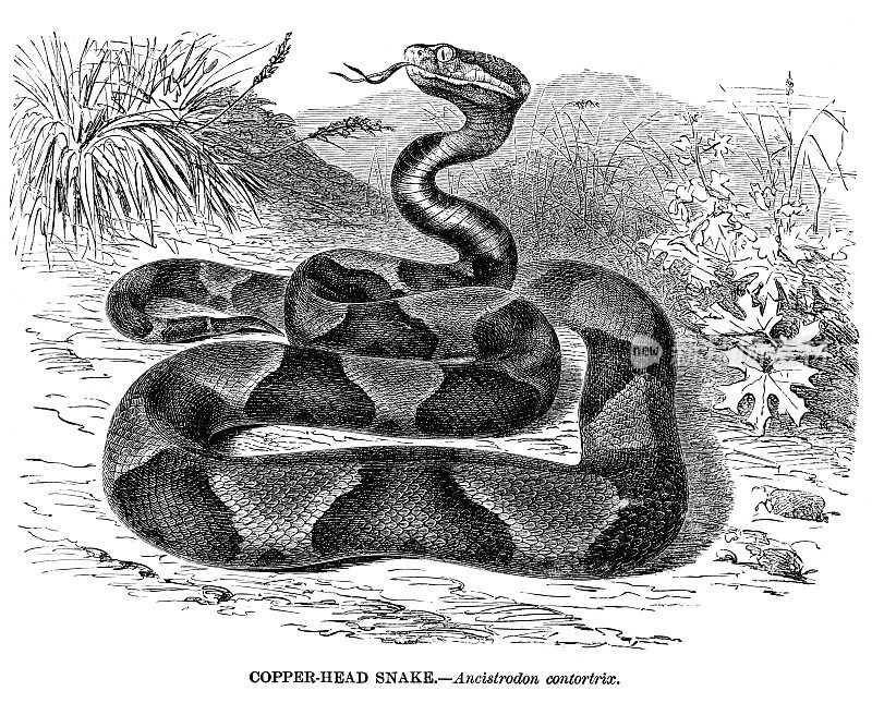 铜头蛇插图1892年