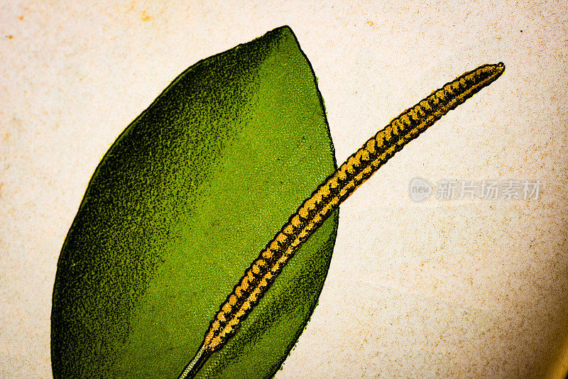 古植物学插图:蛇舌蕨，蛇舌蕨