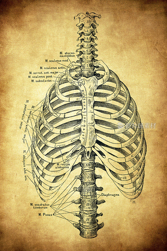 胸腔和脊柱