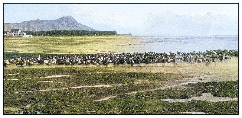 古董黑白照片:中国养鸭场，夏威夷