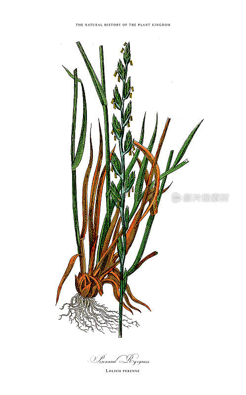 草，植物王国，维多利亚植物插图，大约1853年