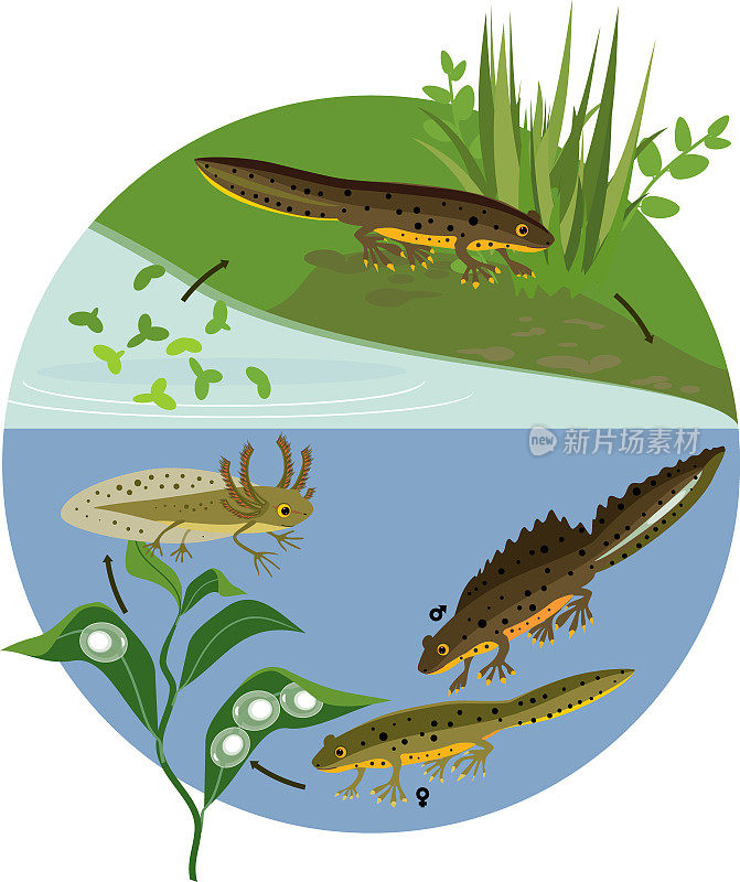 池塘中蝾螈的生命周期。在自然生境中，蝾螈从卵到成虫的发育阶段顺序