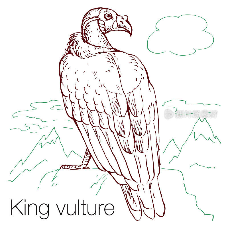 国王秃鹫手绘矢量插图