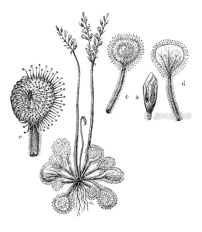 古代植物学插图:圆叶草、圆叶茅膏露