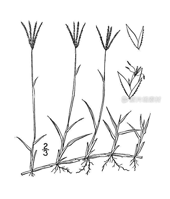 古植物学植物插图:百慕达草，草草，草草，狗牙草