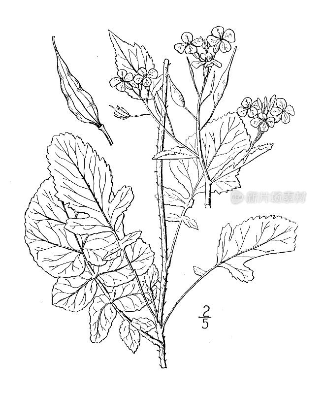 古董植物学植物插图:莴苣，花园萝卜