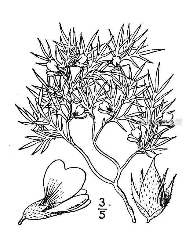 古植物学植物插图:野豌豆，野豌豆