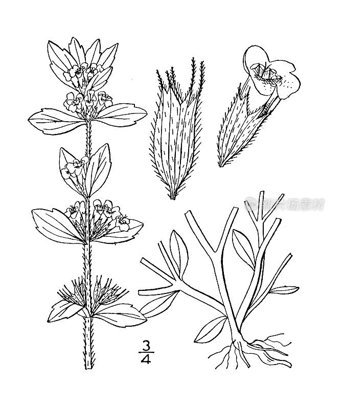 古董植物学植物插图:丁香，罗勒百里香，罗勒香