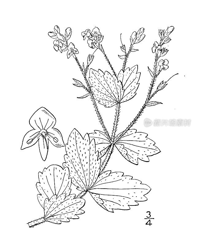 古董植物学植物插图:维罗妮卡Chamaedrys，德国Speedwell