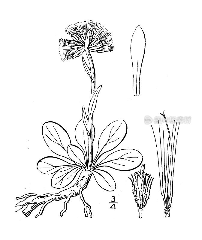 古植物学植物插图:荠菜触角草，草原猫的脚