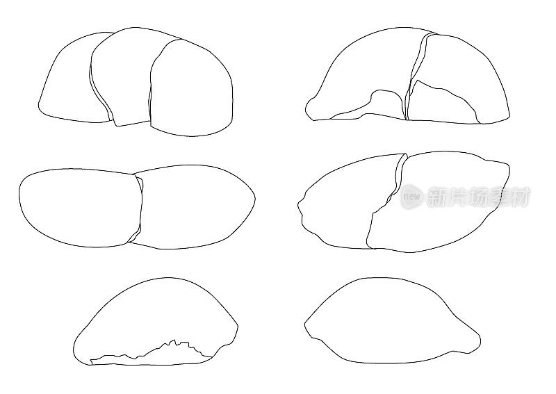 线条榴莲水果黑白颜色和成熟的榴莲片在白色背景插图向量