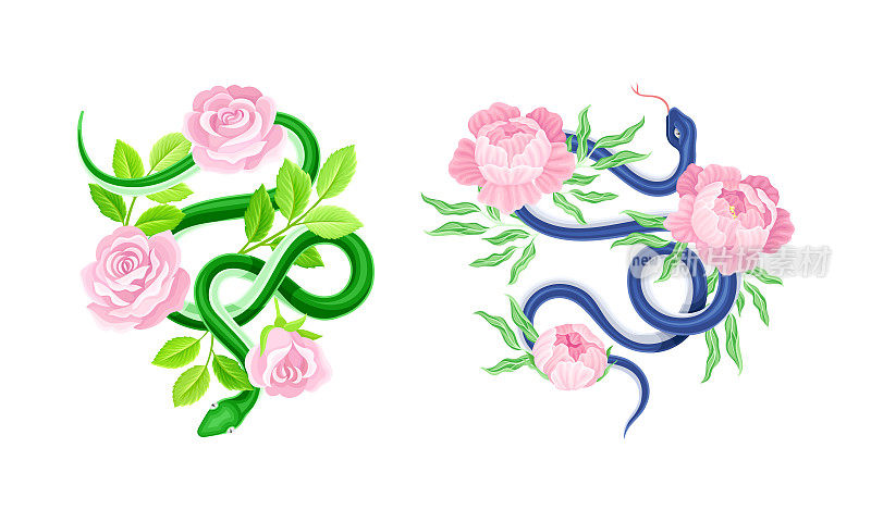 优雅的蛇盘绕美丽的盛开的粉红色玫瑰和牡丹花矢量集