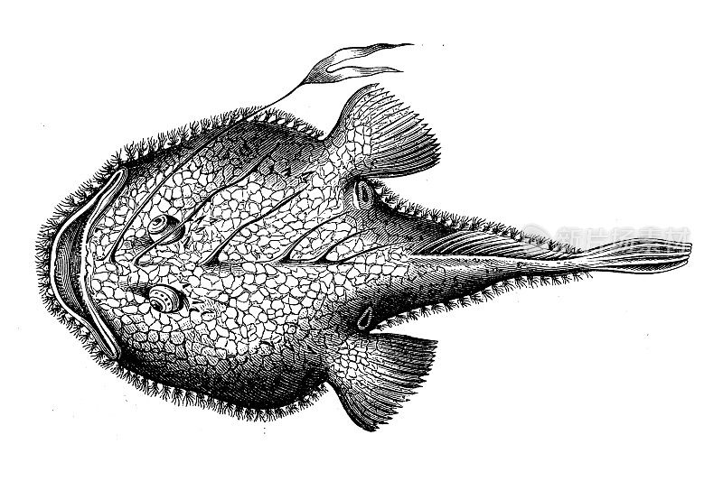 仿古生物动物学图像:鱼鳍鱼，琵琶鱼，安康鱼