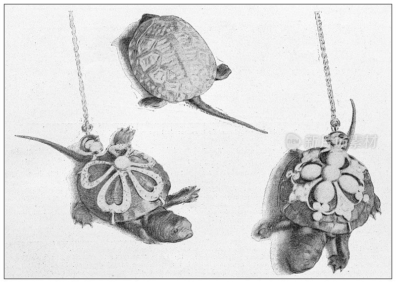 古董形象:乌龟珠宝