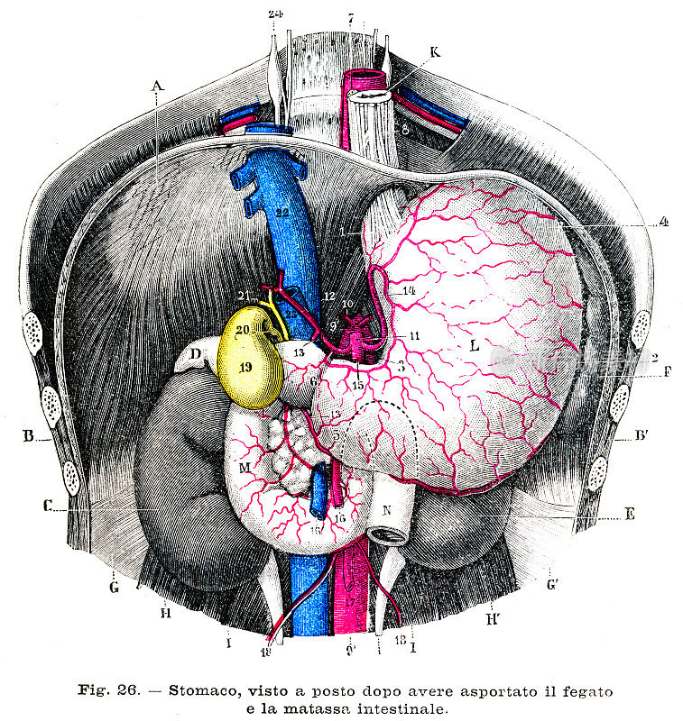 胃解剖版画1899年