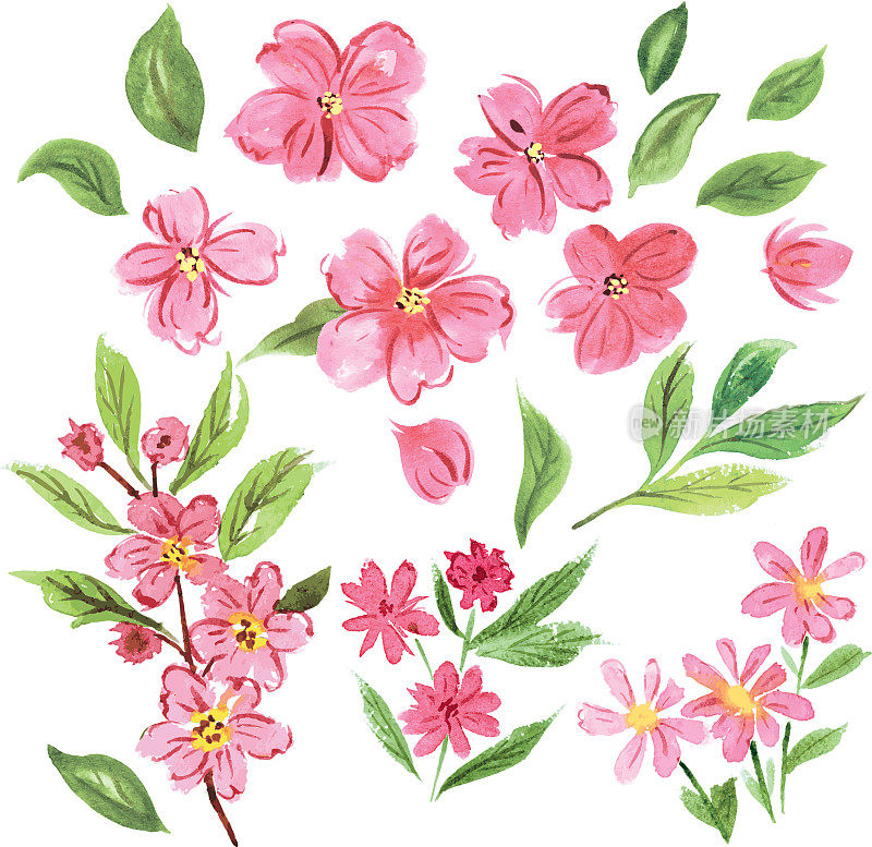 粉红色的春天花朵在透明的背景上