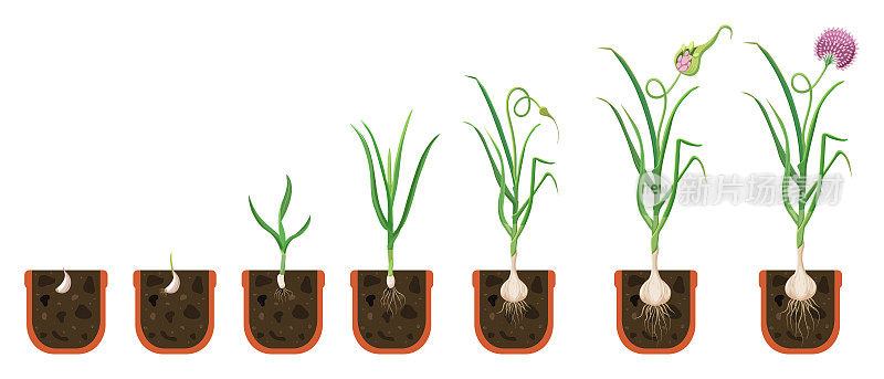 大蒜生长周期。盆栽种植球茎蔬菜。植物根系发育的生长过程。