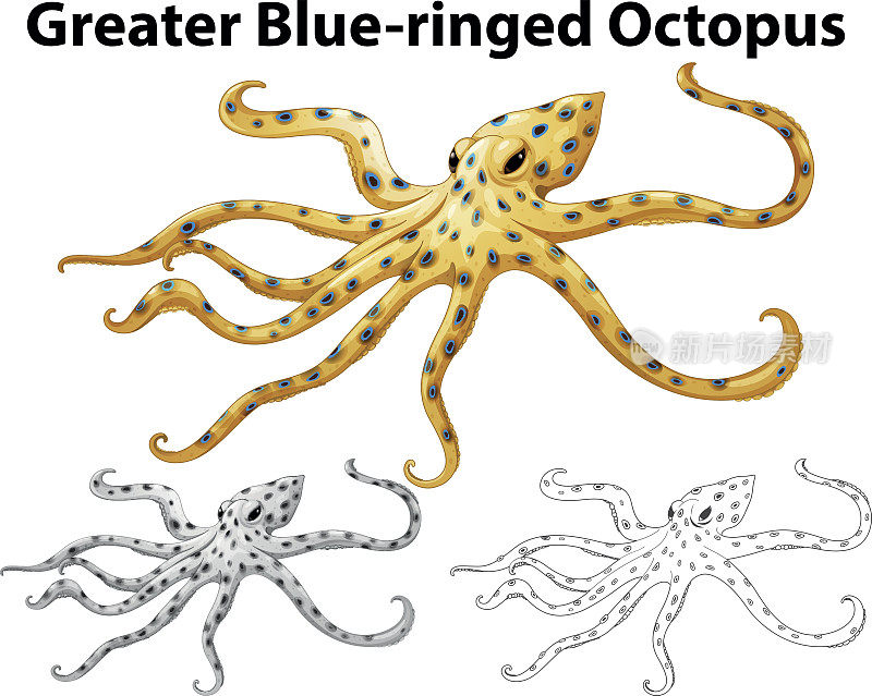 蓝环大章鱼的涂鸦动物