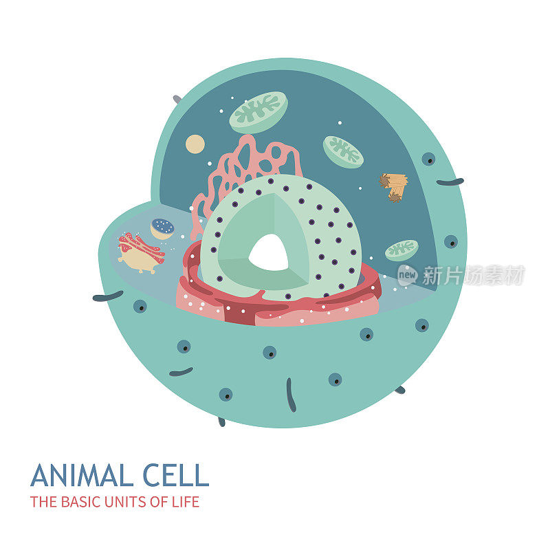 动物细胞解剖学