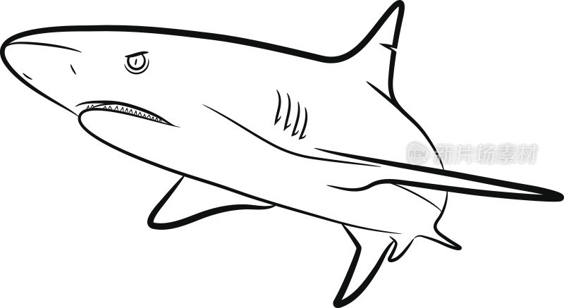 鲨鱼艺术线条