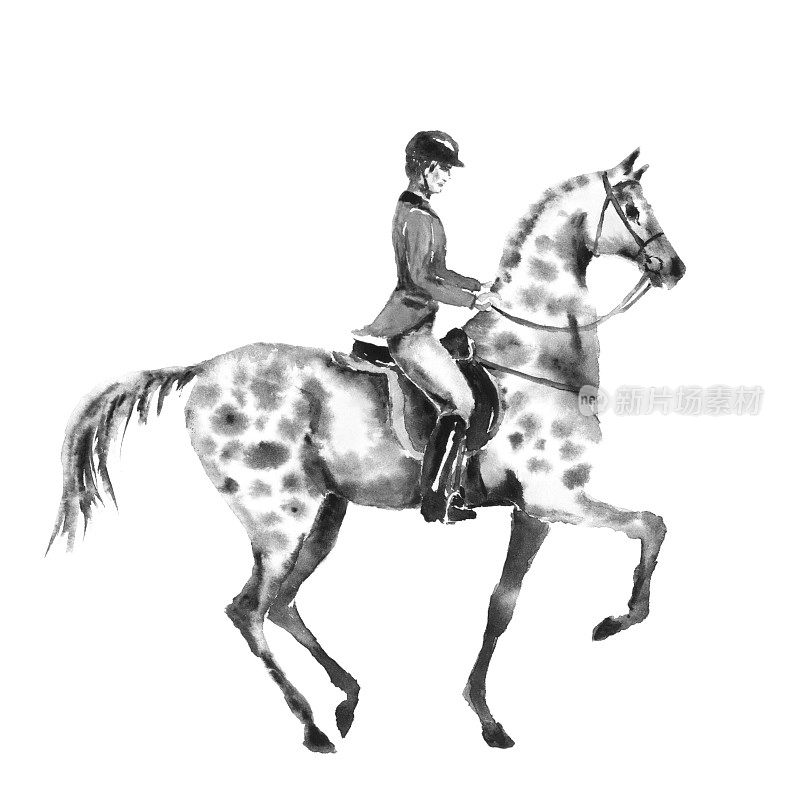 骑马的人和有斑点的灰马。黑白单色水彩或水墨手绘插图。骑马马。