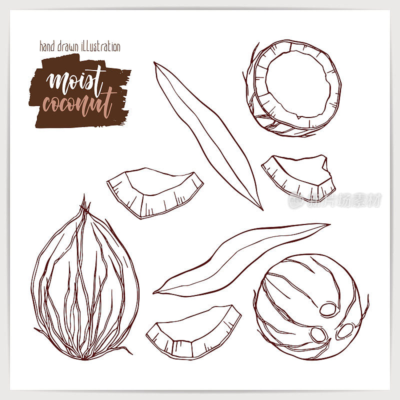速写一组成熟可口的椰子，整个切碎，带叶子。手绘插图与手写标题。