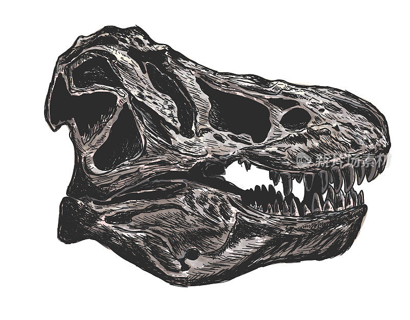 侏罗纪霸王龙头骨化石素描风格