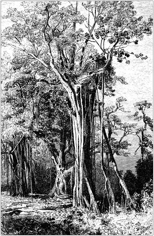 古植物学插图:本杰明榕树