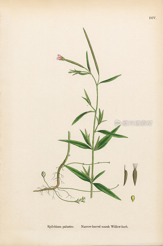 窄叶沼泽柳草，蒲茅，维多利亚植物学插图，1863年