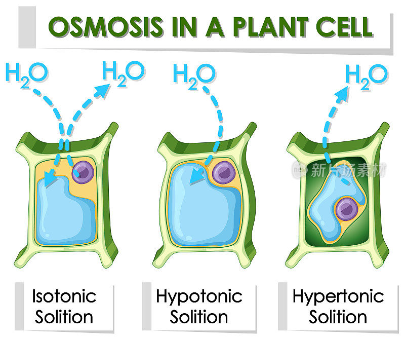 图解显示植物细胞的渗透作用