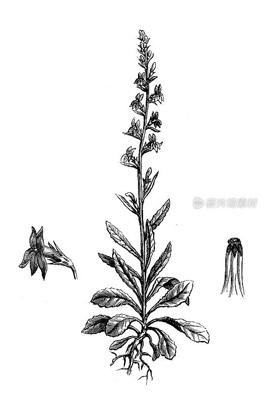 古植物学插图:半边莲、石南半边莲、苦半边莲
