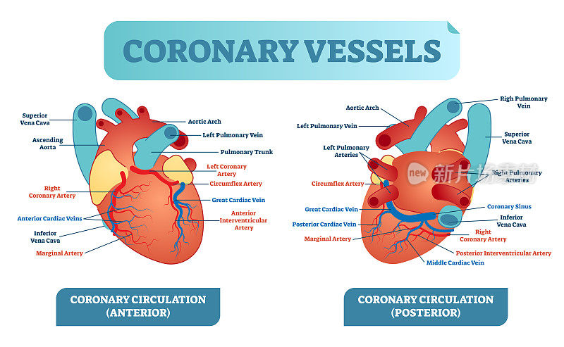 冠状动脉血管解剖保健矢量图标记图。心脏血流系统与血管方案。