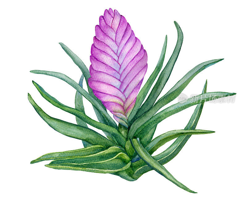 开花的热带粉红色花蓝藻(俗称粉红色羽毛)与叶。手绘水彩画插图孤立在一个白色的背景。