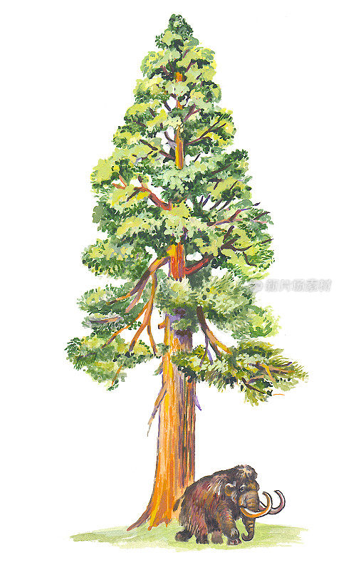 Sequoiadendron(庞大的树)