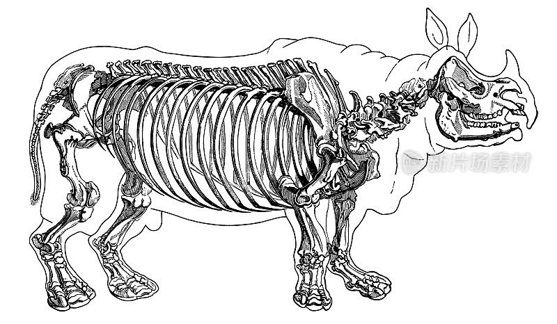 犀牛骨架