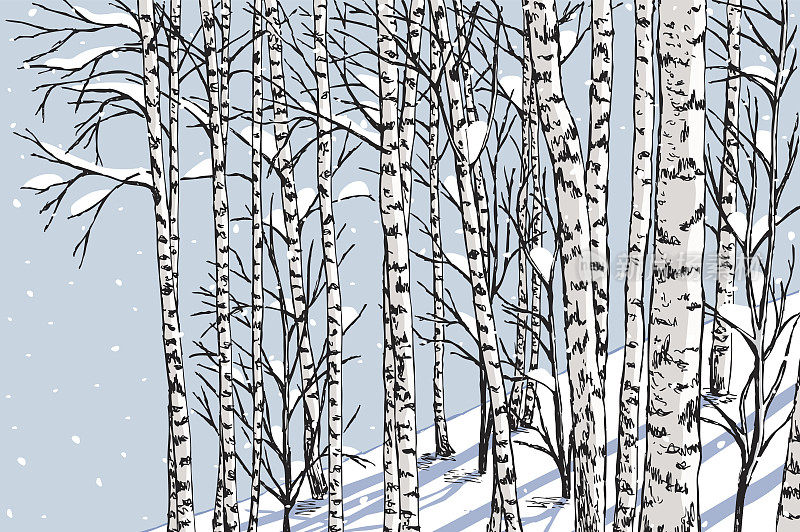 冬天的白桦林